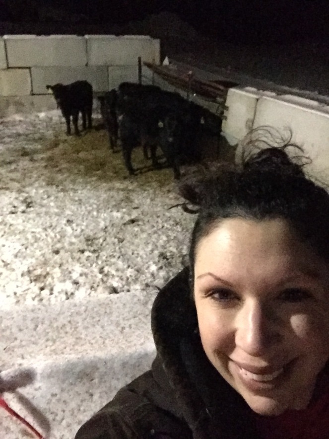 Feeding calves at night time.